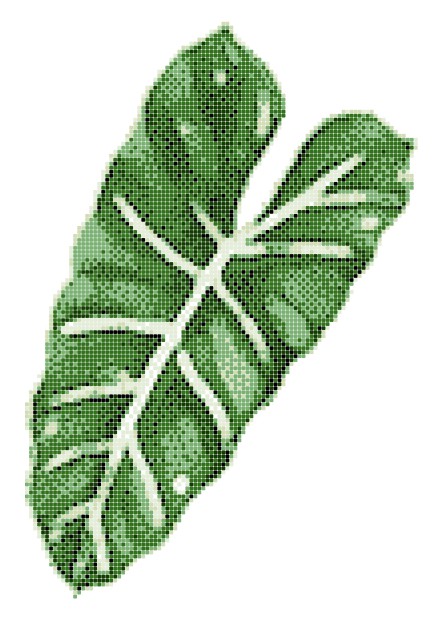 ASP-MONSTERA LEAF-2