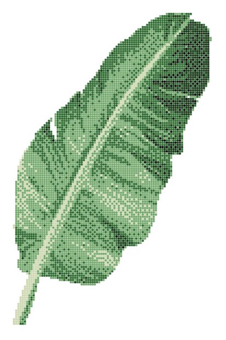 ASP-BANANA LEAF-1